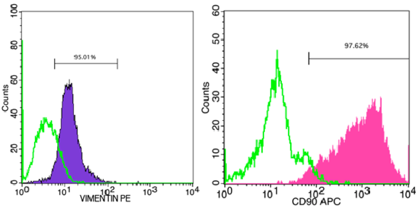 Figure 2
Flow cytometric detection of Thy-1 and Vimentin markers in MEFs