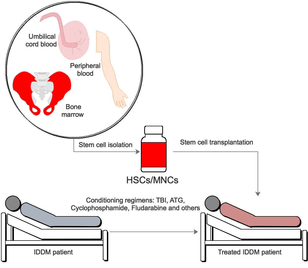 Figure 1
Figure 1. The procedure of HSC transplantation in IDDM treatment